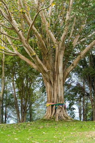 bodhi-tree-with-deva-wrap